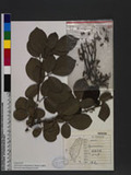 Dendrolobium umbellatum (L.) Benth. դĬ