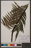 Cyathea spinulosa Wall. ex Hook. OW