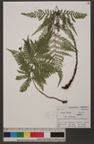 Dryopteris formosana (H. Christ) C. Chr. OW