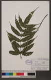 Pteris bella Tagawa `