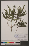 Podocarpus fasciculus de Laub. OʤC