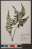 Thelypteris sp.