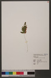 Gymnocarpium oyamense (Bak.) Ching и`