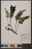 Hymenophyllum badium Hook. & Grev. F