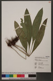 Elaphoglossum callifolium (Blume) T. Moore UY޿
