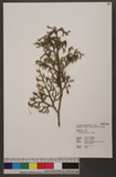 Lycopodium cernuum L. 過山龍