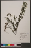 Asplenium cataractarum Rosenst. K