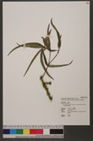 Pittosporum illicioides Makino var. angustifolium Huang ex Lu ӸG