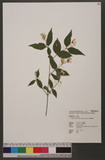 Deutzia taiwanensis (Maxim.) C. K. Schneid. OWY