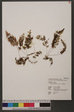 Hymenophyllum polyanthos (Sw.) Sw.