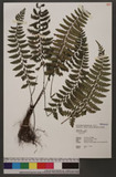 Athyrium puncticaule (Blume) T. Moore