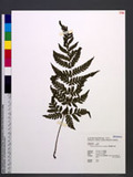 Tectaria dissecta (G. Forst.) Lellinger nvTe