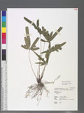 Pteris cadieri Christ