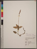 Zeuxine tenuifolia Tuyama TuW