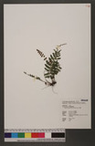 Bolbitis appendiculata (Willd.) K. Iwats. 뿹