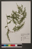 Selaginella delicatula (Desv. ex Poir.) Alston tf