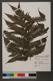 Tectaria subfuscipes (Tagawa) C. M. Kuo WTe