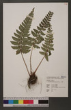 Polystichum biaristatum (Blume) T. Moore Gyտ