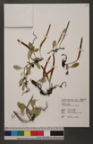 Pyrrosia lanceolata (L.) Farw. ۸