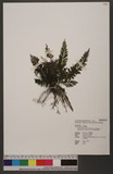Cephalomanes javanicum (Blume) Bosch var. asplenioides (C. Chr.) K. Iwats. ߻p