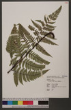 Dryopteris sordidipes Tagawa 