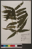 Pteris biaurita L. ߻