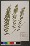 Polystichum formosanum Rosenst. OWտ