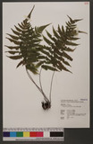 Thelypteris japonica (Bak.) Ching ߬`ƪP