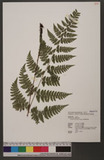 Dryopteris psilosora Tagawa Ƹտ