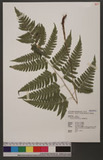 Dryopteris polita Rosenst. OF