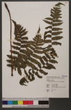 Deparia subfluvialis (Hayata) M. Kato nv