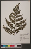 Deparia subfluvialis (Hayata) M. Kato nv