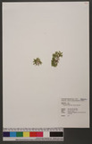 Selaginella ciliaris (Retz.) Spring tf