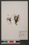 Ascocentrum pumilum (Hayata) Schltr. p