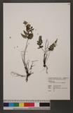 Asplenium pulcherrimum (Baker) Ching ex Tardieu ӸK