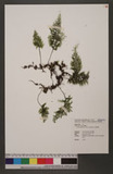 Hymenophyllum javanicum Sprengel zF