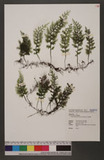 Hymenophyllum javanicum Sprengel zF