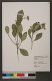 Euonymus japonicus Thunb. 饻å