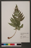 Dryopteris sp.