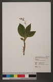 Liparis formosana Reichb. f. _qϦջ[