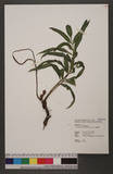 Lomariopsis specta...