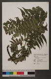 Diplazium virescens Kunze var. conterminum (H. Christ) Sa. Kurata \