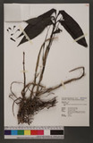 Cephalantheropsis calanthoides (Ames) T. S. Liu & H. J. Su ժvY