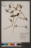 Asystasia gangetica (L.) Anderson subsp. micrantha (Nees) Ensermu pe