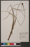 Rhynchospora rubra (Lour.) Makino l