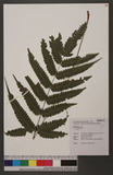 Pteris sp.