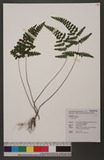 Lindsaea chienii Ching 󳮾