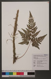 Humata griffithiana (Hook.) C. Chr. M\ۿ