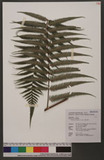 Cibotium barometz (L.) J. Sm. 