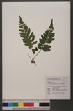 Egenolfia laxireticulata (K. Iwats.) Kuo ߨ뿹